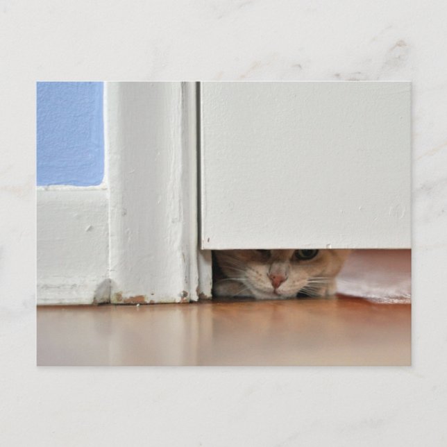 Postal Peeking Kitty (Anverso)