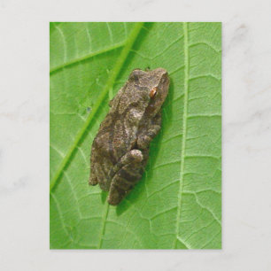 Postal Peeper de primavera (crucifer de Pseudacris) Eleme