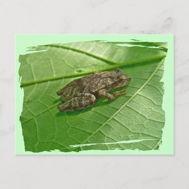 Postal Peeper de primavera (crucifer de Pseudacris) Eleme (Anverso)