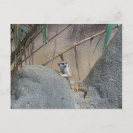 Postal Peerkat Meerkat