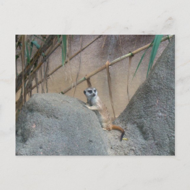Postal Peerkat Meerkat (Anverso)