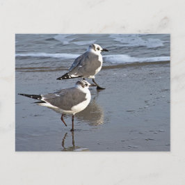 Postal Peggy la gaviota marina de un pie de Galveston, TX