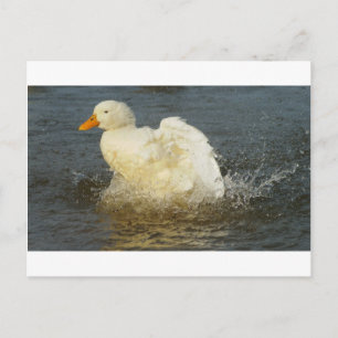 Postal Pekin Duck IV