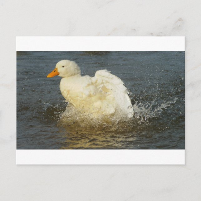 Postal Pekin Duck IV (Anverso)