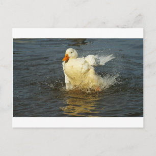 Postal Pekin Duck VII