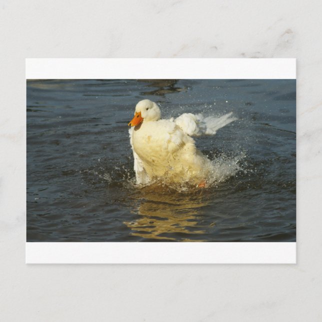 Postal Pekin Duck VII (Anverso)