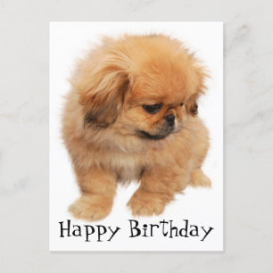 Postal Pekín Feliz cumpleaños Perro cachorro negro