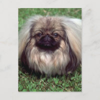 Pekinés