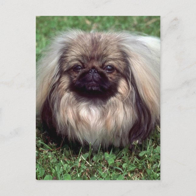Postal Pekinés (Anverso)
