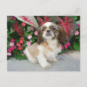 Postal Pekinés en un entorno de jardín