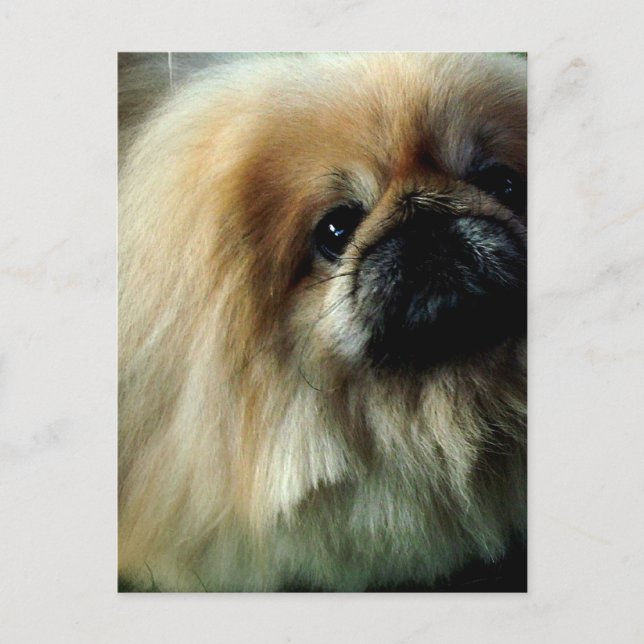 Postal pekingesa pequeña (Anverso)