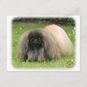 Postal Pekingese 9Y218D-016