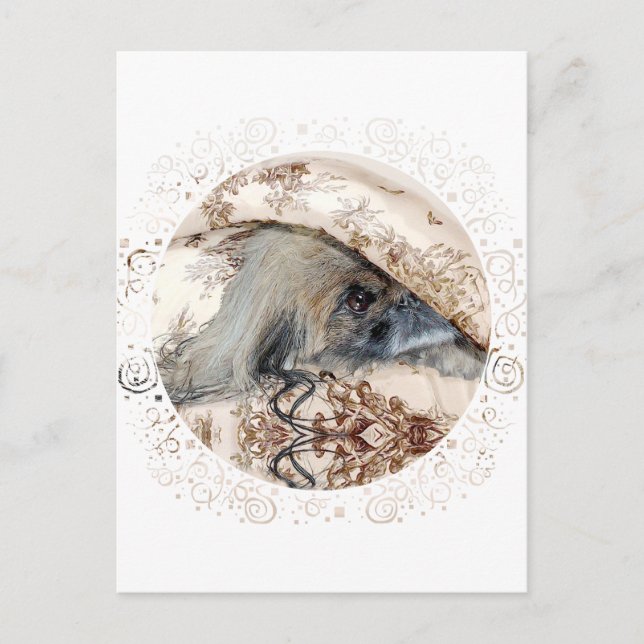 Postal Pekingese está asomando (Anverso)