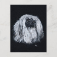 Pekingese Negro y Blanco