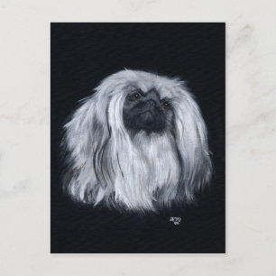 Postal Pekingese Negro y Blanco