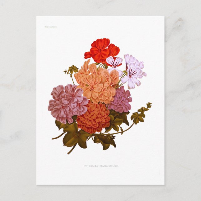 Postal Pelargoniums (Anverso)