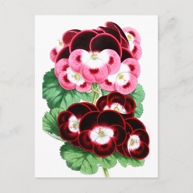 Postal Pelargonius (Anverso)