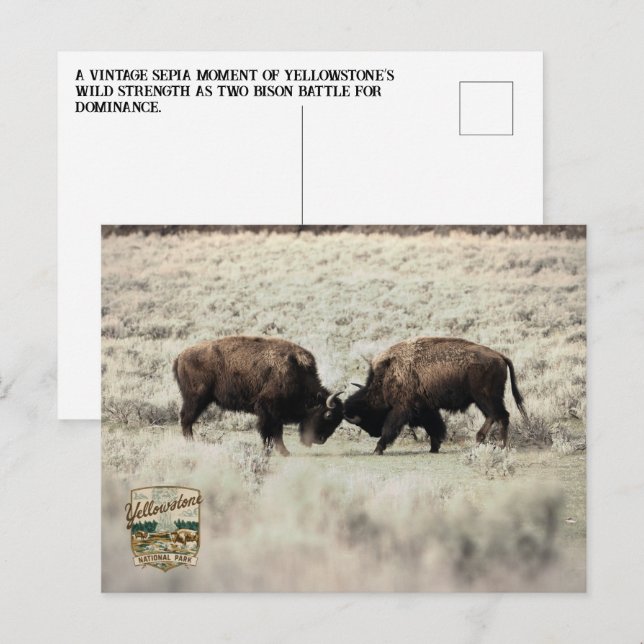 Postal Pelea de Bisontes Sepia Yellowstone (Anverso / Reverso)