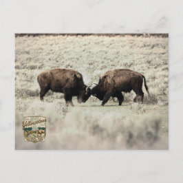 Postal Pelea de Bisontes Sepia Yellowstone