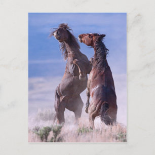 Postal Pelea de Mustang 2
