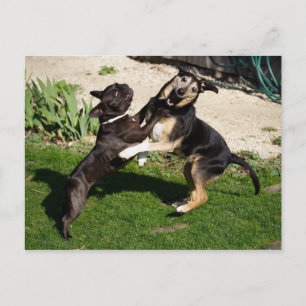 Postal Peleando con perros