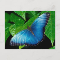 Peleides Blue Morpho (Morpho peleides)