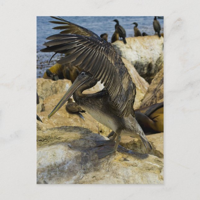 Postal Pelican (Anverso)