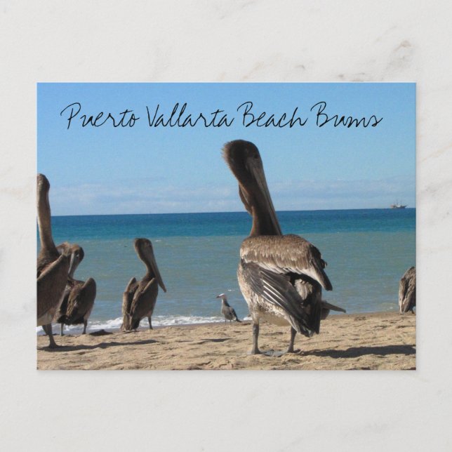 Postal Pelican Beach Bums (Anverso)