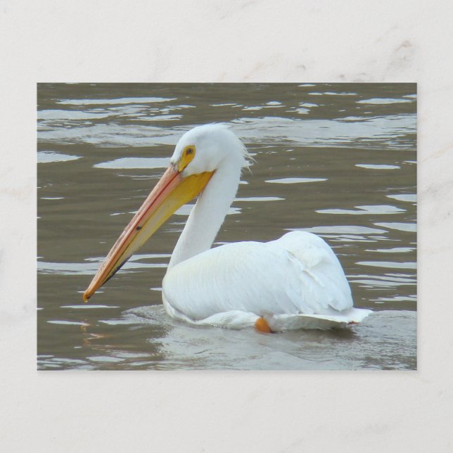 Postal Pelican blanco B15 sobre agua turbia (Anverso)