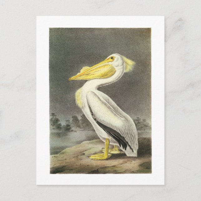 Postal Pelican blanco estadounidense por Audubon (Anverso)