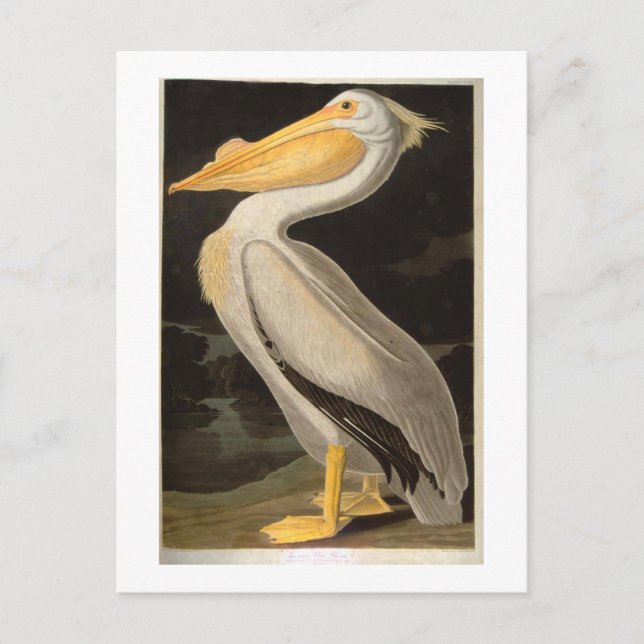 Postal Pelican blanco, John James Audubon (Anverso)