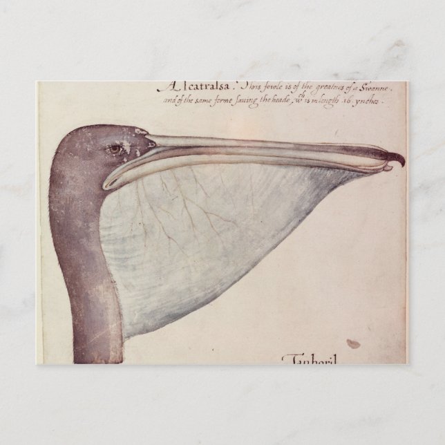Postal Pelican, c.1590 (Anverso)