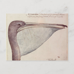 Postal Pelican, c.1590