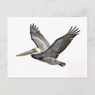 Postal Pelican Clear