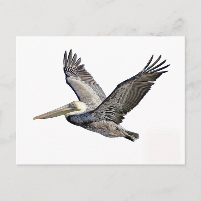 Postal Pelican Clear (Anverso)