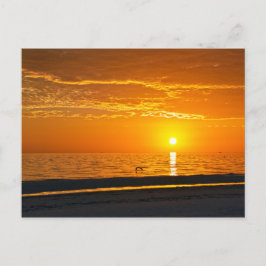 Postal Pelican en el Naranja Florida Sunset