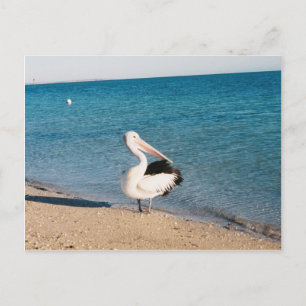 Postal Pelican En Monkey Mia, Australia Occidental.