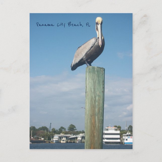 Postal Pelican en Panama City Beach, FL (Anverso)