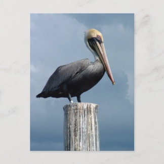 Postal Pelican en un Piling 1.