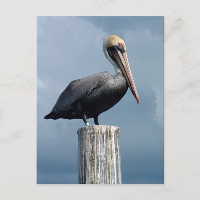 Postal Pelican en un Piling 1. (Anverso)