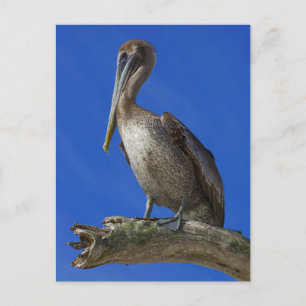 Postal Pelican en una extremidad