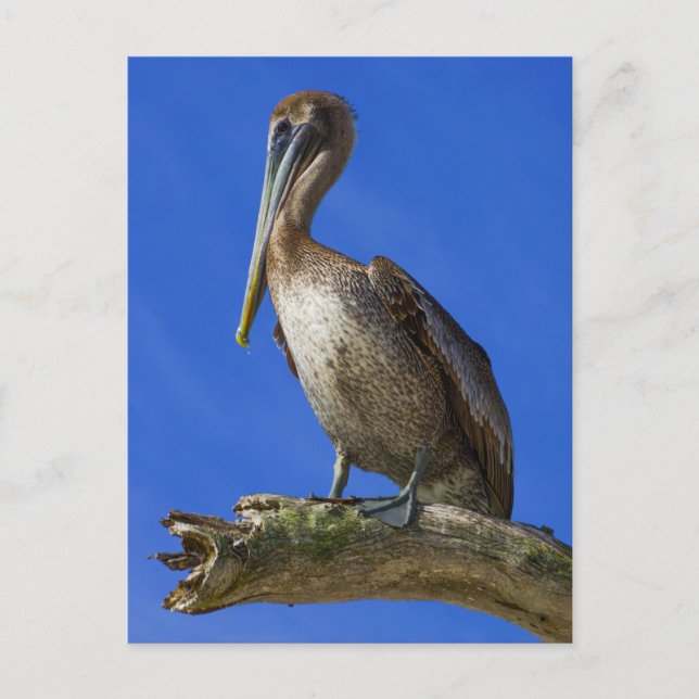 Postal Pelican en una extremidad (Anverso)