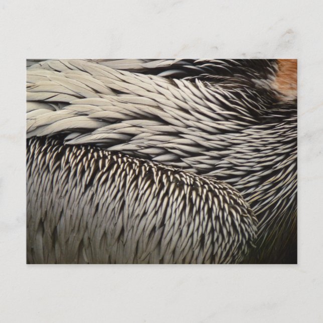 Postal Pelican Feathers Resumen Fotografía de la Naturale (Anverso)