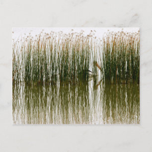 Postal Pelican Hideout