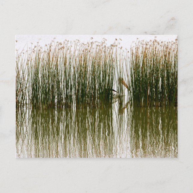 Postal Pelican Hideout (Anverso)