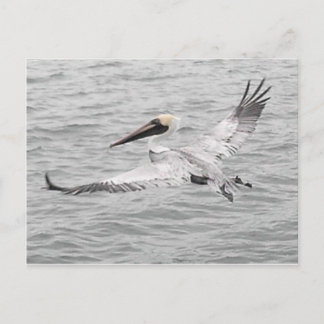 Postal Pelican In Flight