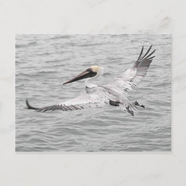 Postal Pelican In Flight (Anverso)