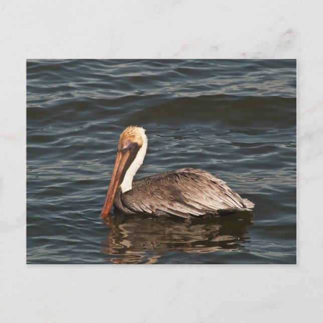 Postal pelican marrón (Pelecanus occidentalis) (Anverso)