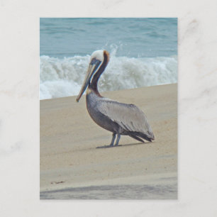 Postal Pelican on Outer Banks OBX NC
