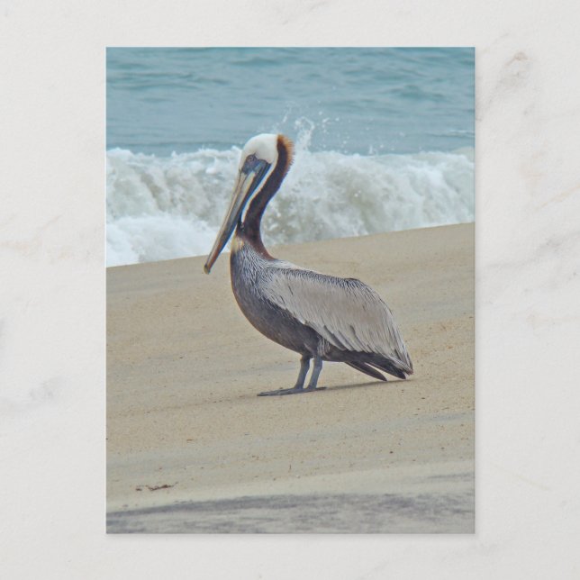 Postal Pelican on Outer Banks OBX NC (Anverso)